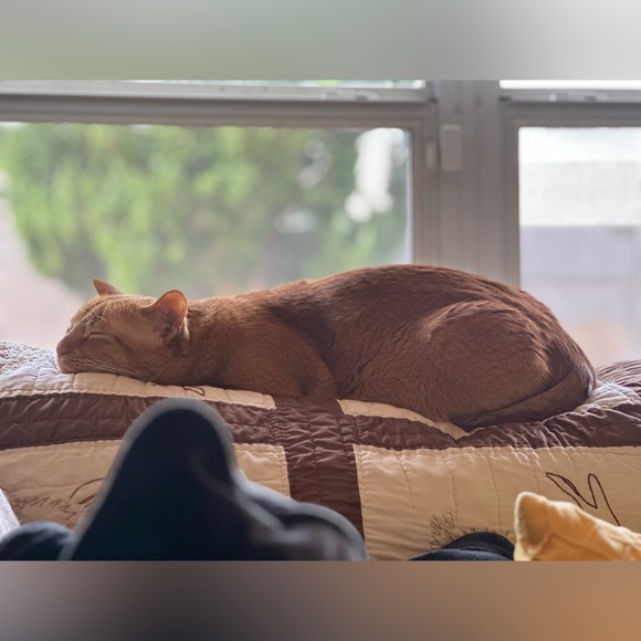 Meet your Posher, Elizabeth - Picture 5 of 5